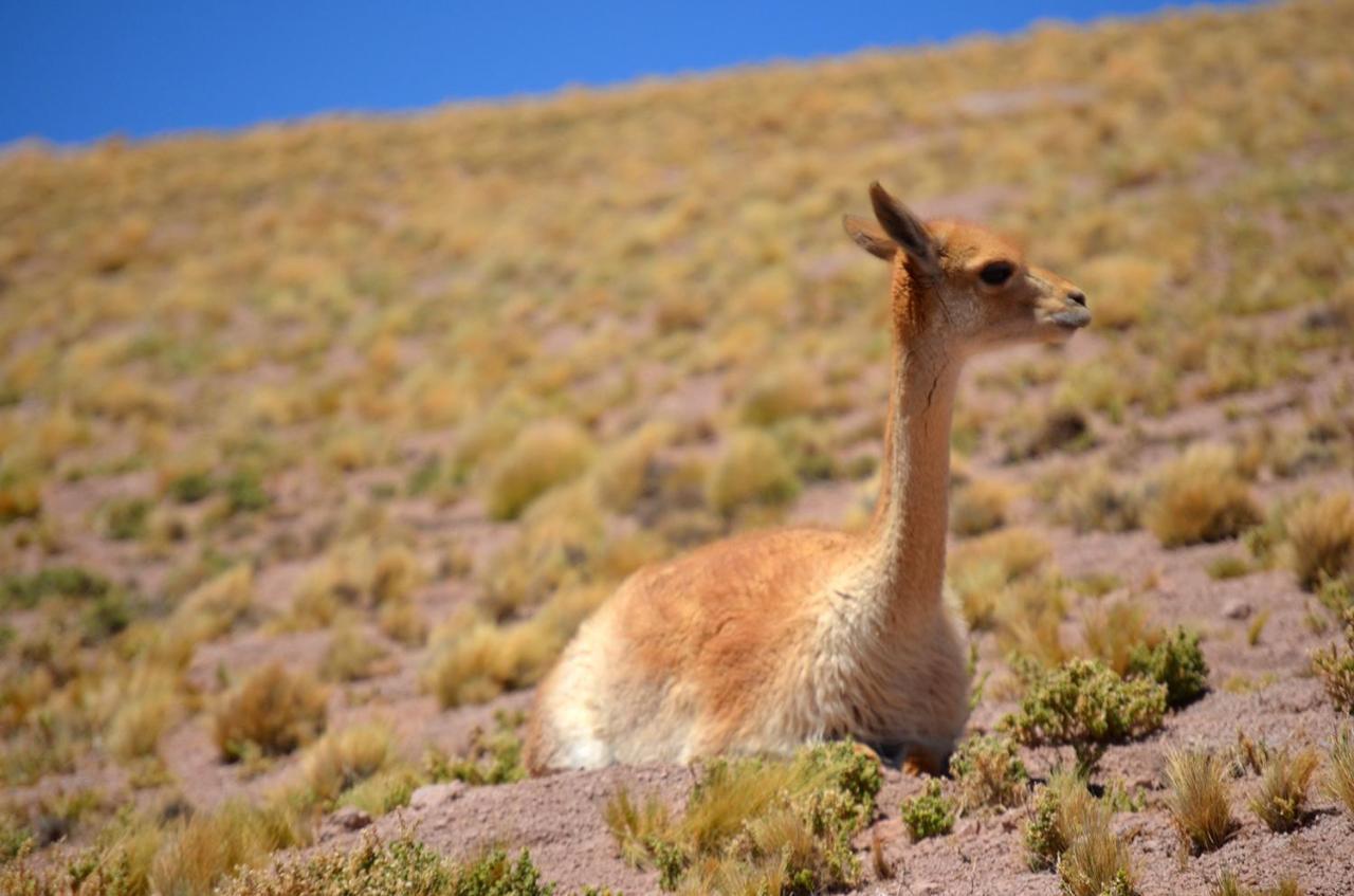 فندق Ckuri Atacama سان بيدرو دي أتاكاما المظهر الخارجي الصورة