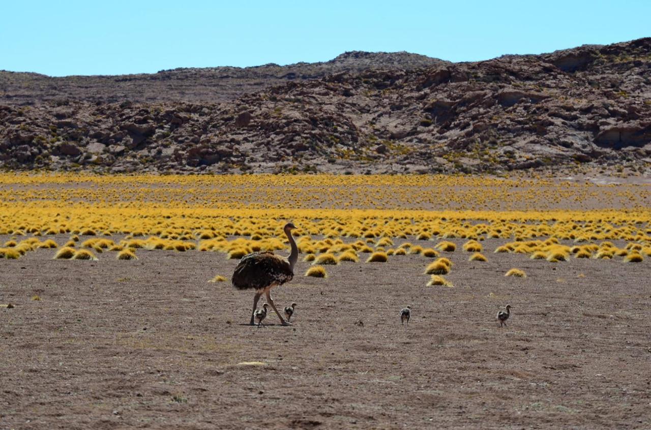 فندق Ckuri Atacama سان بيدرو دي أتاكاما المظهر الخارجي الصورة