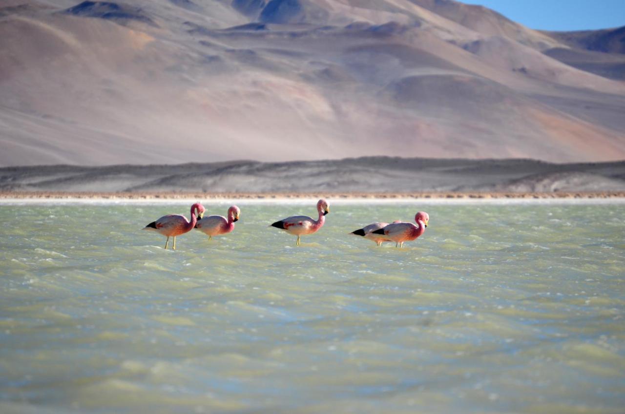 فندق Ckuri Atacama سان بيدرو دي أتاكاما المظهر الخارجي الصورة