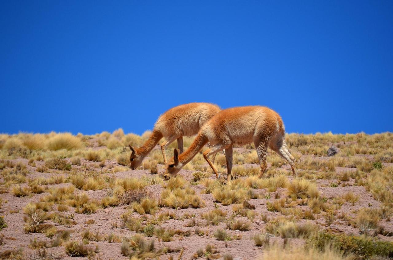 فندق Ckuri Atacama سان بيدرو دي أتاكاما المظهر الخارجي الصورة