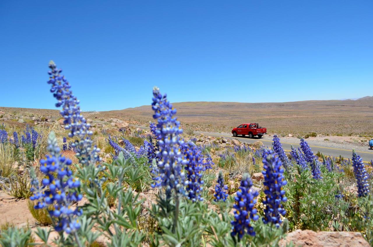 فندق Ckuri Atacama سان بيدرو دي أتاكاما المظهر الخارجي الصورة