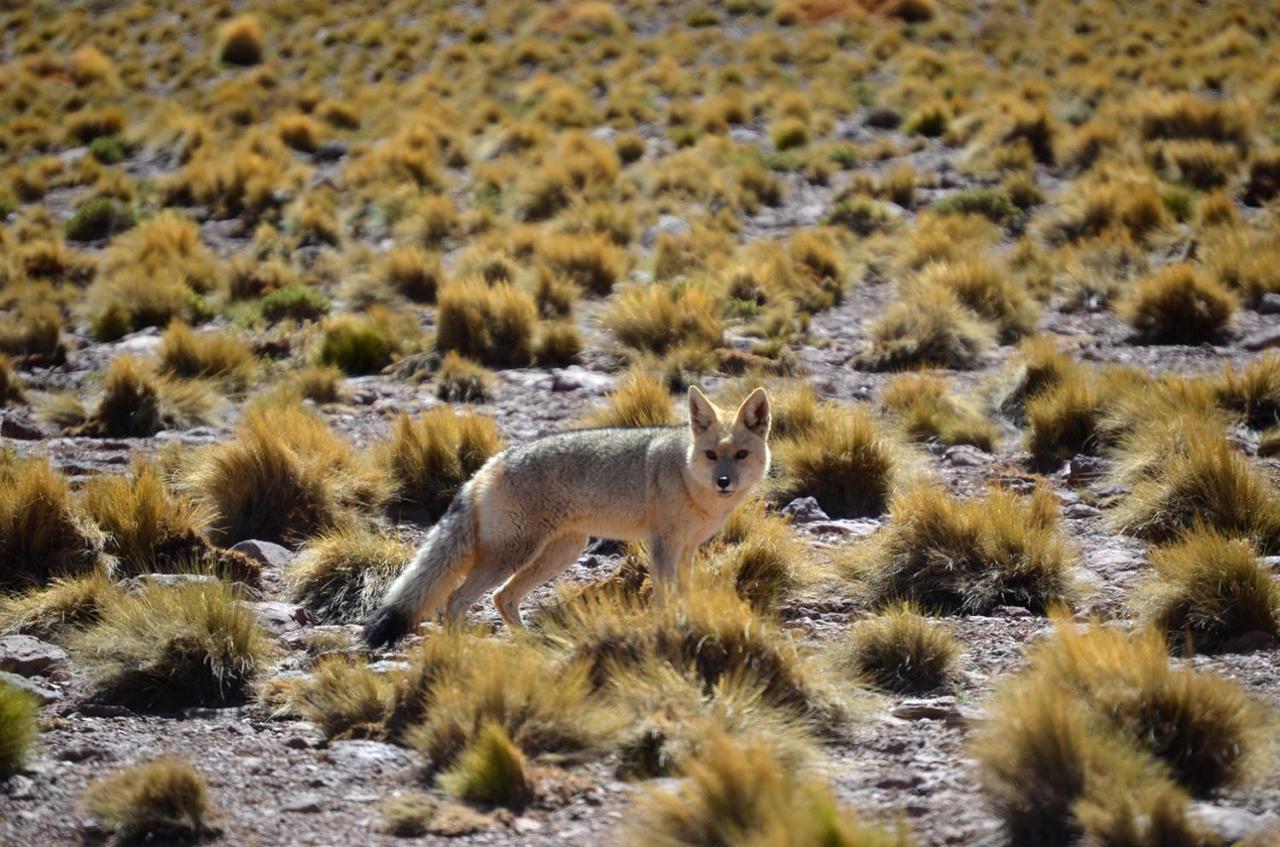 فندق Ckuri Atacama سان بيدرو دي أتاكاما المظهر الخارجي الصورة