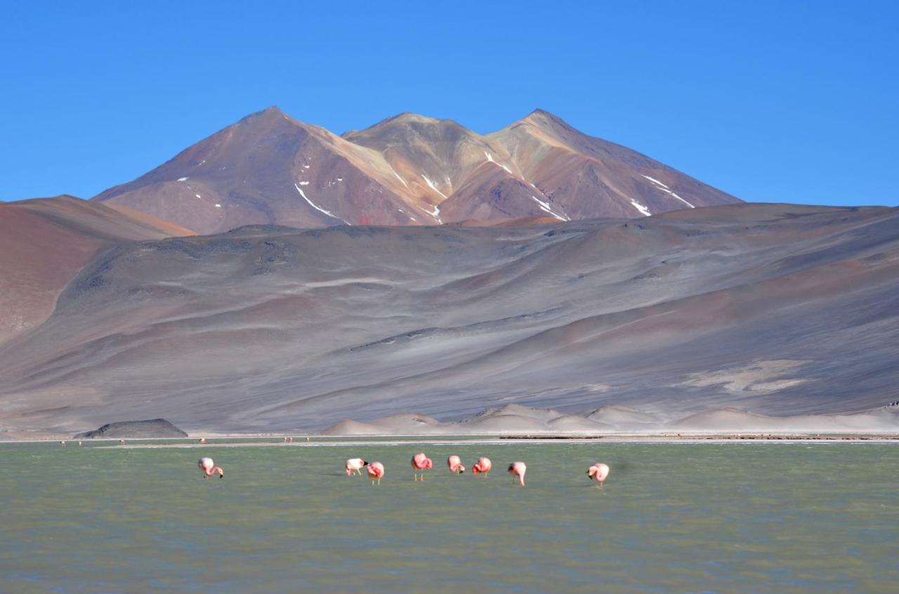 فندق Ckuri Atacama سان بيدرو دي أتاكاما المظهر الخارجي الصورة